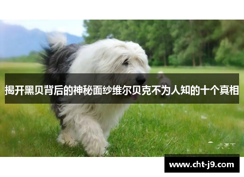 揭开黑贝背后的神秘面纱维尔贝克不为人知的十个真相