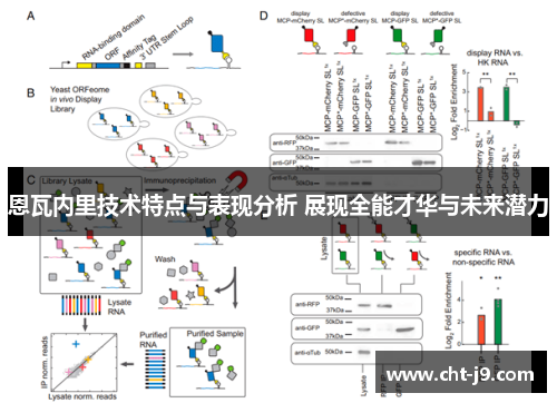 恩瓦内里技术特点与表现分析 展现全能才华与未来潜力